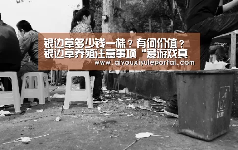 银边草多少钱一株?有何价值?银边草养殖注意事项“爱游戏真人”(图1) 爱游戏娱乐