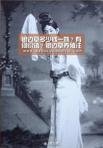 银边草多少钱一株?有何价值?银边草养殖注意事项“爱游戏真人”(图2) 爱游戏下载