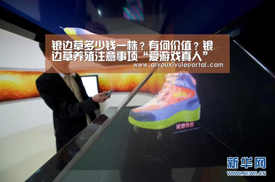 银边草多少钱一株?有何价值?银边草养殖注意事项“爱游戏真人”(图3) 爱游戏真人